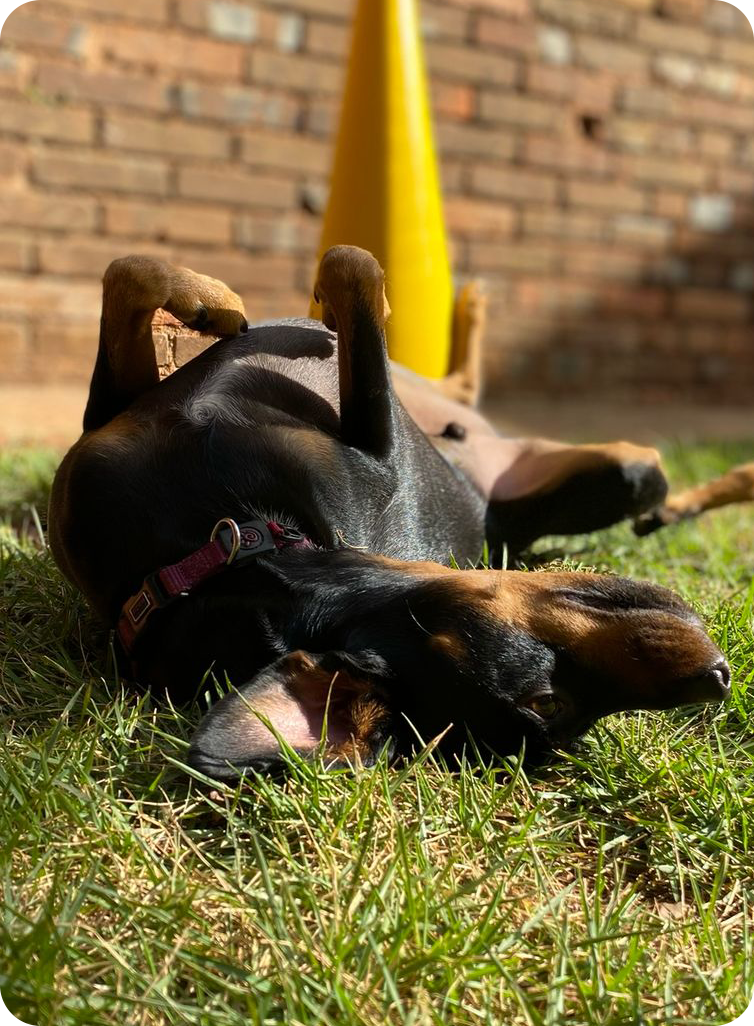 cachorrinho