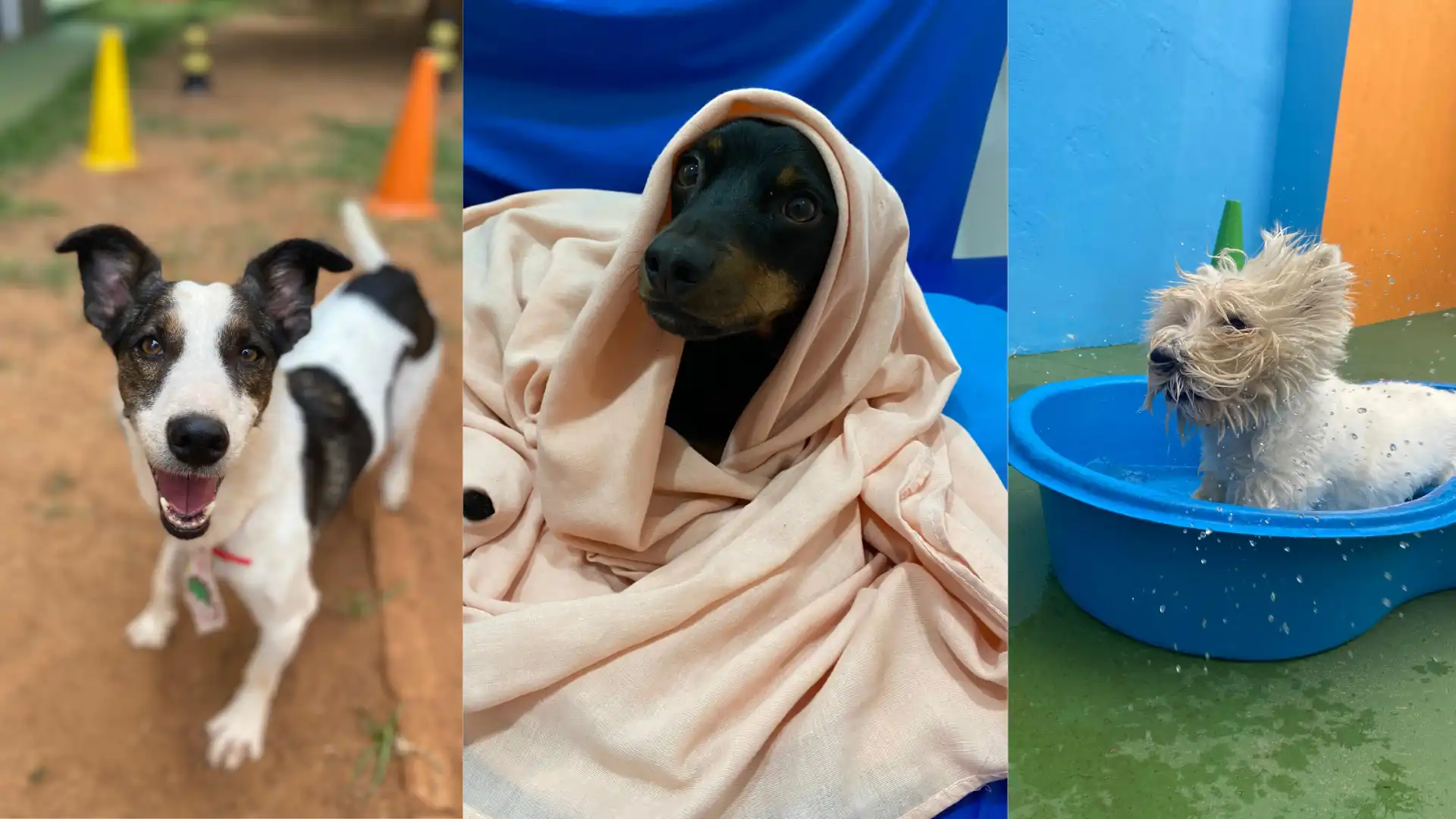 Imagem divertida de cães em um ambiente lúdico, mostrando um cachorro feliz, outro envolto em um pano e um pequeno na banheira durante o banho.